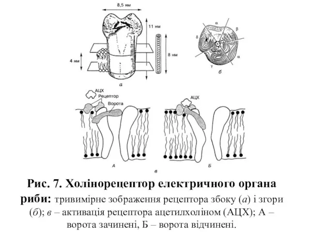 Рис. 7. Холінорецептор електричного органа риби: тривимірне зображення рецептора збоку (а)