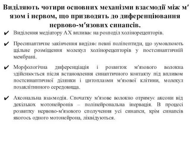 Виділяють чотири основних механізми взаємодії між м′язом і нервом, що призводять