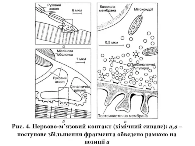 Рис. 4. Нервово-м’язовий контакт (хімічний синапс): а,в – поступове збільшення фрагмента обведено рамкою на позиції а
