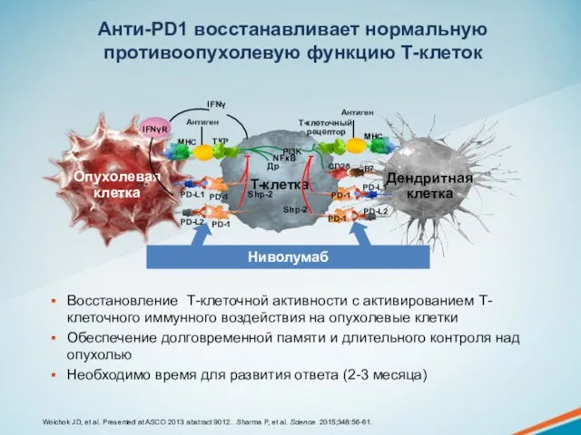 Анти-PD1 восстанавливает нормальную противоопухолевую функцию Т-клеток Восстановление Т-клеточной активности с активированием