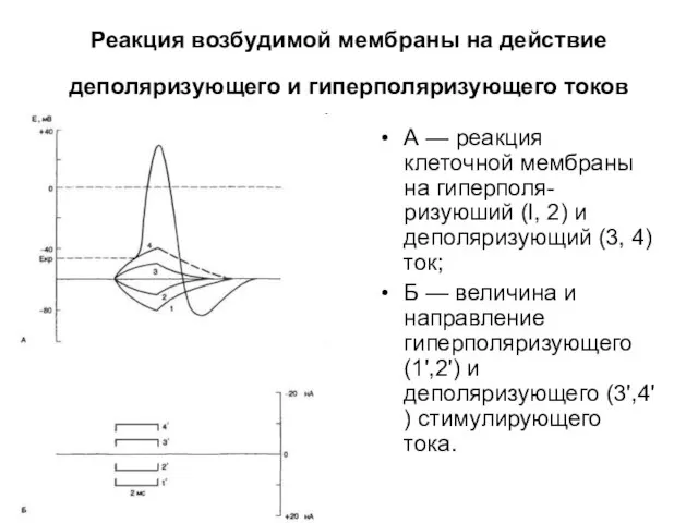 Реакция возбудимой мембраны на действие деполяризующего и гиперполяризующего токов А —