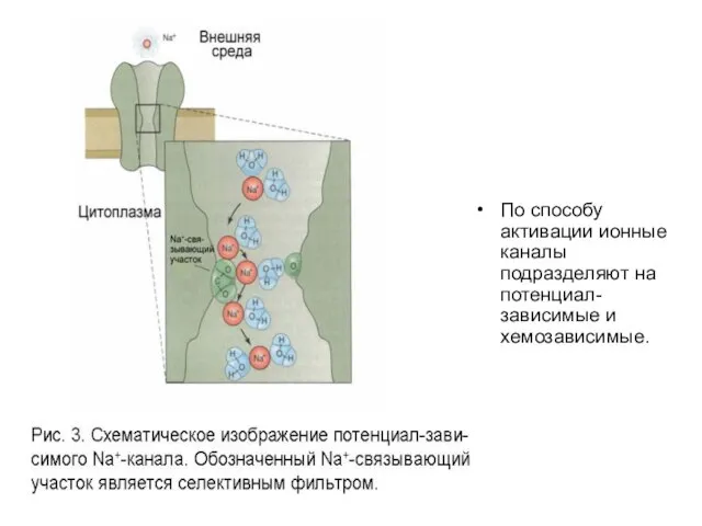 По способу активации ионные каналы подразделяют на потенциал-зависимые и хемозависимые.