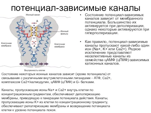 потенциал-зависимые каналы Состояние потенциал-зависимых каналов зависит от мембранного потенциала. Большинство их