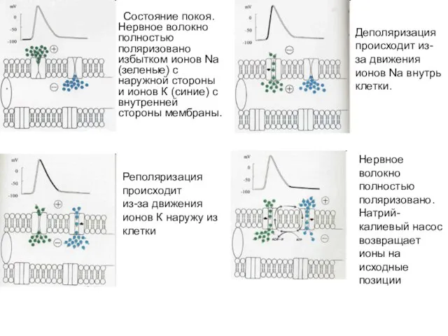 Состояние покоя. Нервное волокно полностью поляризовано избытком ионов Na (зеленые) с