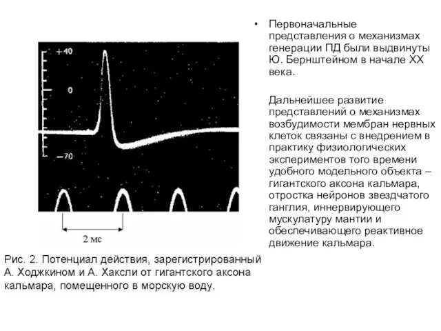 Первоначальные представления о механизмах генерации ПД были выдвинуты Ю. Бернштейном в