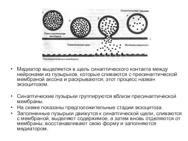 Медиатор выделяется в щель синаптического контакта между нейронами из пузырьков, которые