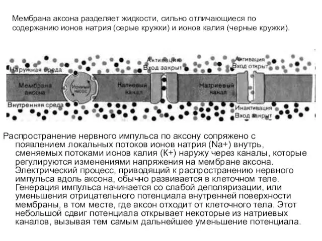 Распространение нервного импульса по аксону сопряжено с появлением локальных потоков ионов