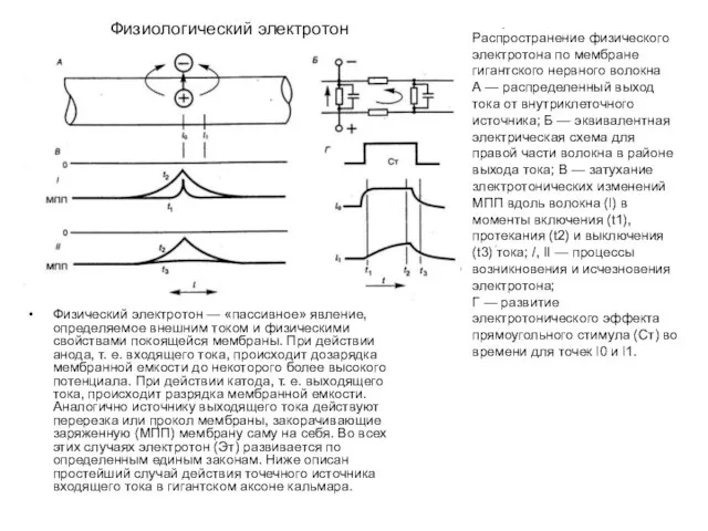 Физический электротон — «пассивное» явление, определяемое внешним током и физическими свойствами