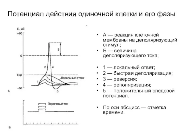 Потенциал действия одиночной клетки и его фазы А — реакция клеточной