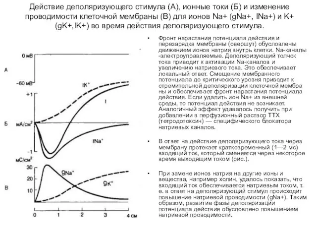 Действие деполяризующего стимула (А), ионные токи (Б) и изменение проводимости клеточной