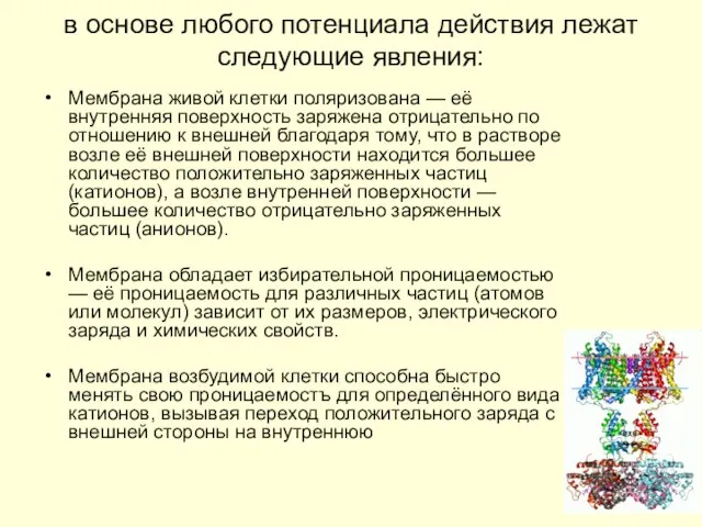 в основе любого потенциала действия лежат следующие явления: Мембрана живой клетки