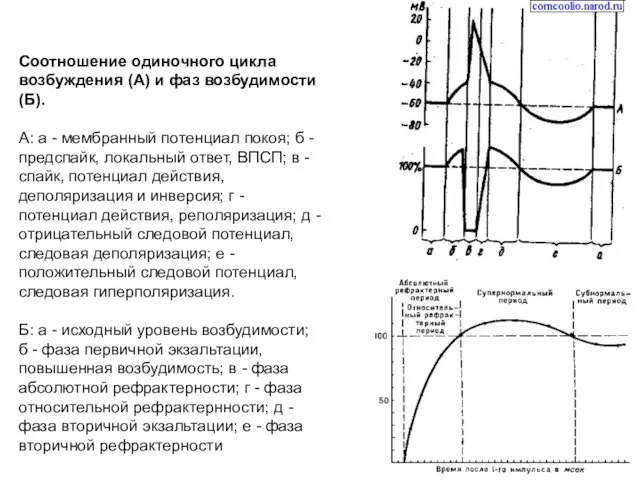 Соотношение одиночного цикла возбуждения (А) и фаз возбудимости (Б). А: а