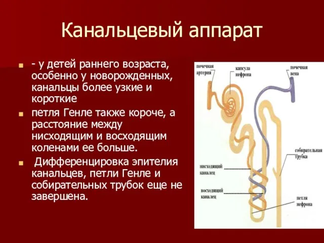 Канальцевый аппарат - у детей раннего возраста, особенно у новорожденных, канальцы