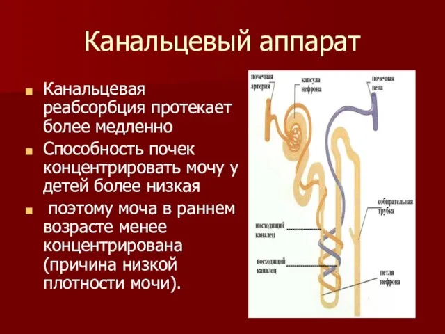 Канальцевый аппарат Канальцевая реабсорбция протекает более медленно Способность почек концентрировать мочу