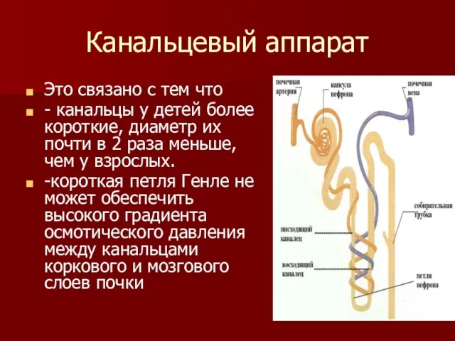 Канальцевый аппарат Это связано с тем что - канальцы у детей