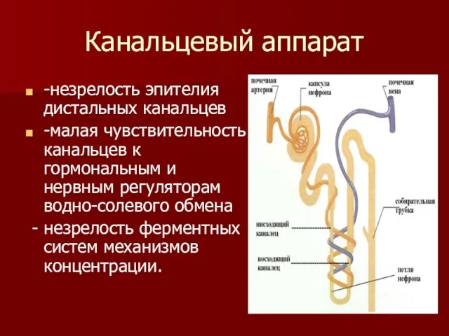 Канальцевый аппарат -незрелость эпителия дистальных канальцев -малая чувствительность канальцев к гормональным