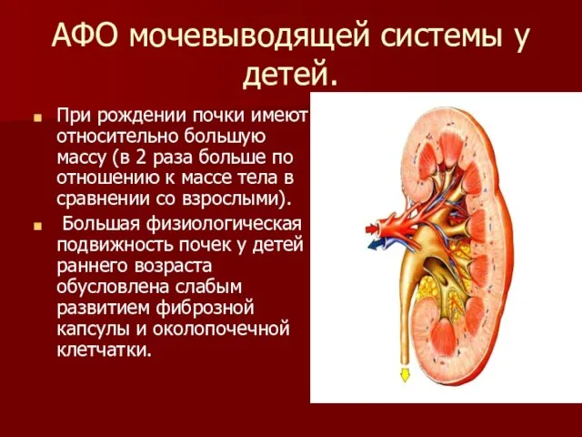 АФО мочевыводящей системы у детей. При рождении почки имеют относительно большую