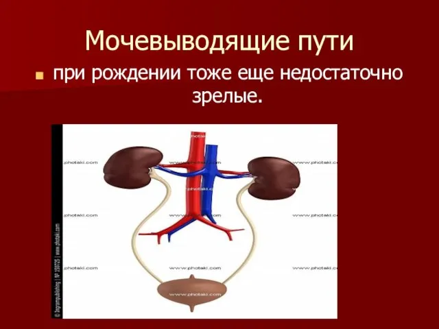 Мочевыводящие пути при рождении тоже еще недостаточно зрелые.