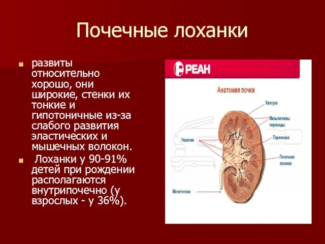 Почечные лоханки развиты относительно хорошо, они широкие, стенки их тонкие и