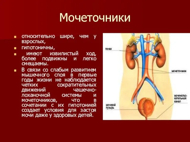 Мочеточники относительно шире, чем у взрослых, гипотоничны, имеют извилистый ход, более