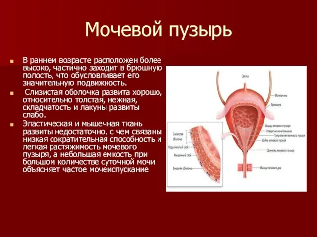 Мочевой пузырь В раннем возрасте расположен более высоко, частично заходит в