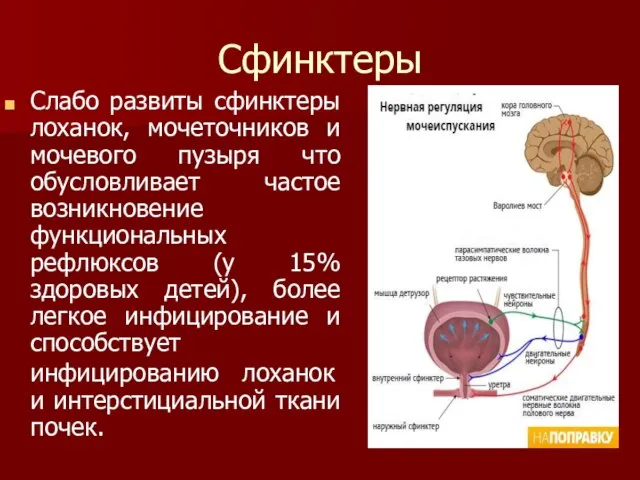 Сфинктеры Слабо развиты сфинктеры лоханок, мочеточников и мочевого пузыря что обусловливает