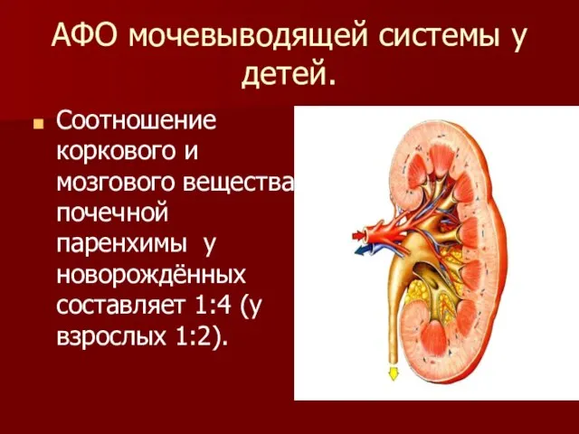 АФО мочевыводящей системы у детей. Соотношение коркового и мозгового вещества почечной