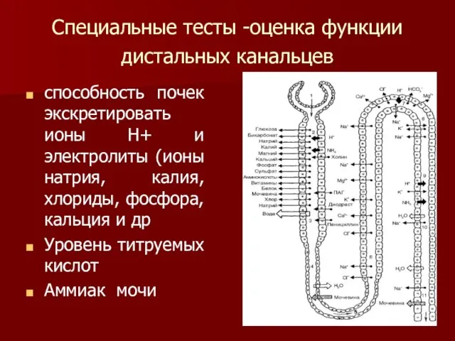 Специальные тесты -оценка функции дистальных канальцев способность почек экскретировать ионы Н+