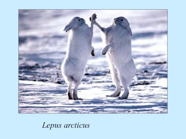 Lepus arcticus