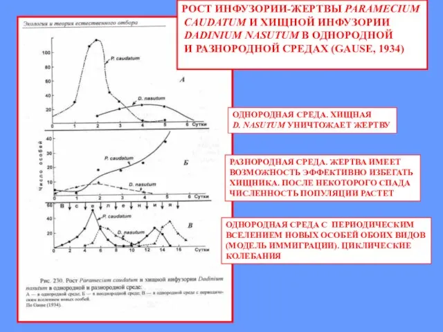 РОСТ ИНФУЗОРИИ-ЖЕРТВЫ PARAMECIUM CAUDATUM И ХИЩНОЙ ИНФУЗОРИИ DADINIUM NASUTUM В ОДНОРОДНОЙ