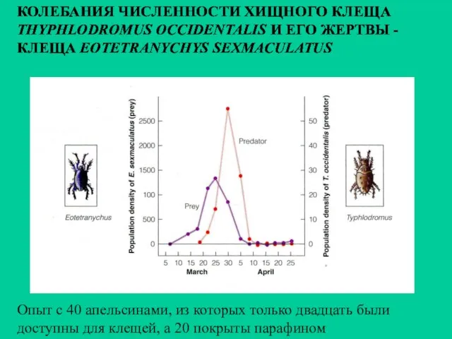 КОЛЕБАНИЯ ЧИСЛЕННОСТИ ХИЩНОГО КЛЕЩА THYPHLODROMUS OCCIDENTALIS И ЕГО ЖЕРТВЫ - КЛЕЩА