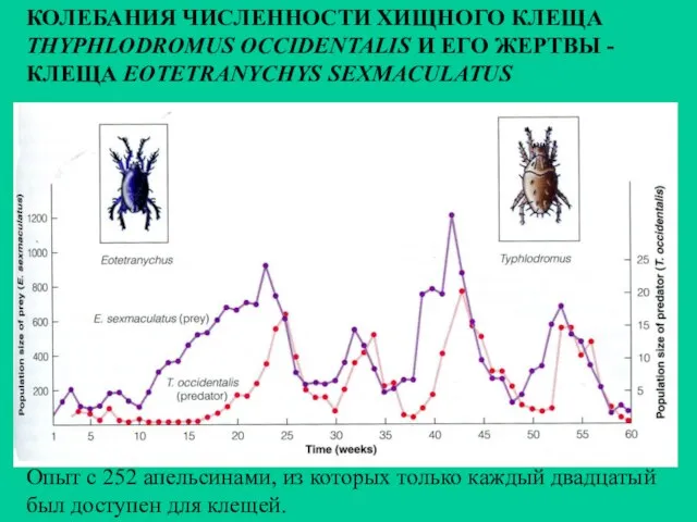 Опыт с 252 апельсинами, из которых только каждый двадцатый был доступен