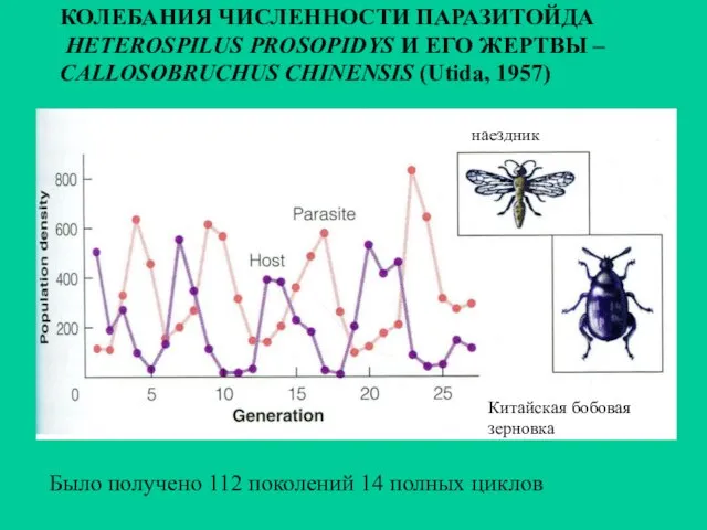 Было получено 112 поколений 14 полных циклов КОЛЕБАНИЯ ЧИСЛЕННОСТИ ПАРАЗИТОЙДА HETEROSPILUS