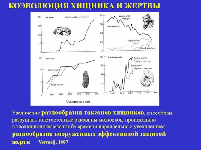 КОЭВОЛЮЦИЯ ХИЩНИКА И ЖЕРТВЫ Миллионы лет Увеличение разнообразия таксонов хищников, способных