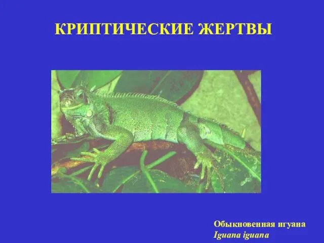 КРИПТИЧЕСКИЕ ЖЕРТВЫ Обыкновенная игуана Iguana iguana