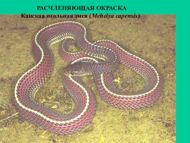 РАСЧЛЕНЯЮЩАЯ ОКРАСКА Капская игольная змея (Mehelya capensis)