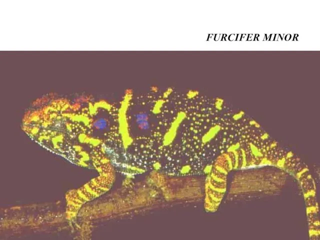 FURCIFER MINOR