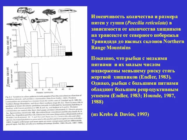 Изменчивость количества и размера пятен у гуппи (Poecilia reticulata) в зависимости