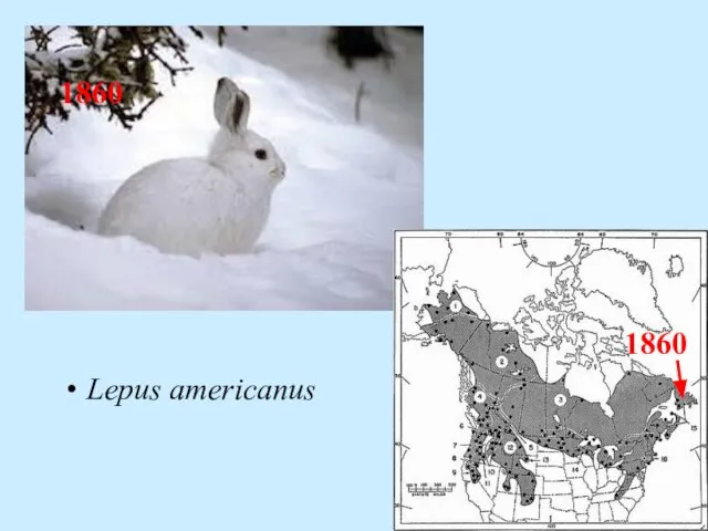 Lepus americanus 1860 1860