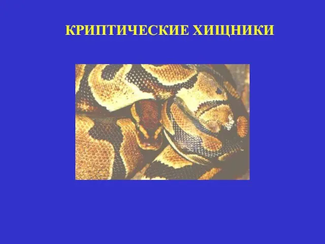 КРИПТИЧЕСКИЕ ХИЩНИКИ