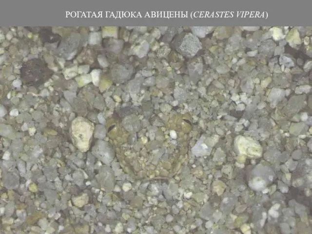 РОГАТАЯ ГАДЮКА АВИЦЕНЫ (CERASTES VIPERA)