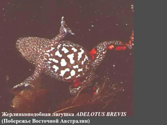 Жерлянкоподобная лягушка ADELOTUS BREVIS (Побережье Восточной Австралии)