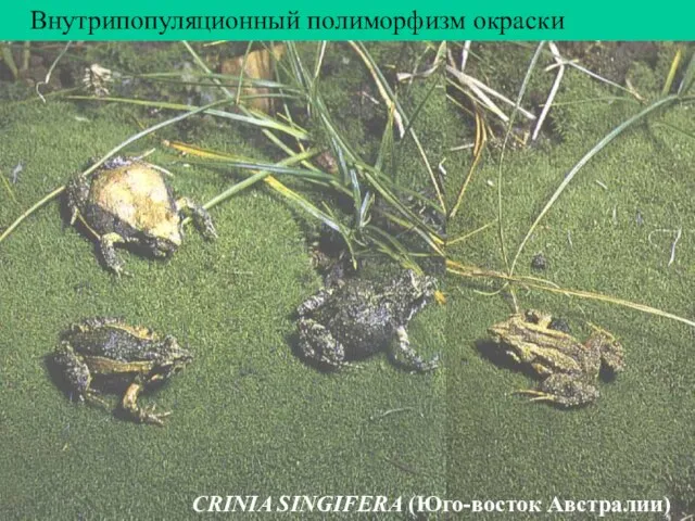 CRINIA SINGIFERA (Юго-восток Австралии) Внутрипопуляционный полиморфизм окраски