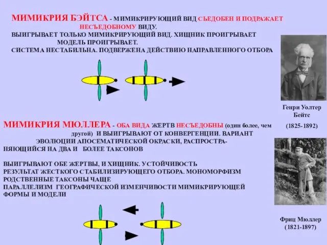 МИМИКРИЯ МЮЛЛЕРА - ОБА ВИДА ЖЕРТВ НЕСЪЕДОБНЫ (один более, чем другой)