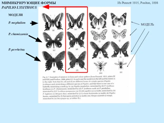 МОДЕЛИ P. mephalion P. chamissonia P. perrhebus МОДЕЛЬ МИМИКРИРУЮЩИЕ ФОРМЫ PAPILIO