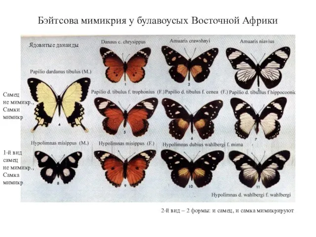 Бэйтсова мимикрия у булавоусых Восточной Африки Ядовитые данаиды Самец не мимикр.,