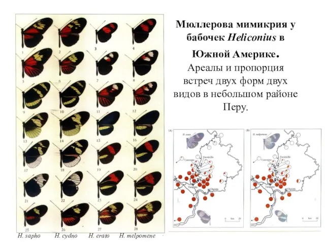 H. sapho H. cydno H. erato H. melpomene Мюллерова мимикрия у