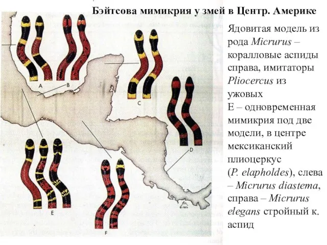 Ядовитая модель из рода Micrurus – коралловые аспиды справа, имитаторы Pliocercus