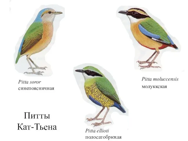 Питты Кат-Тьена Pitta ellioti полосатобрюхая Pitta soror синепоясничная Pitta moluccensis молуккская