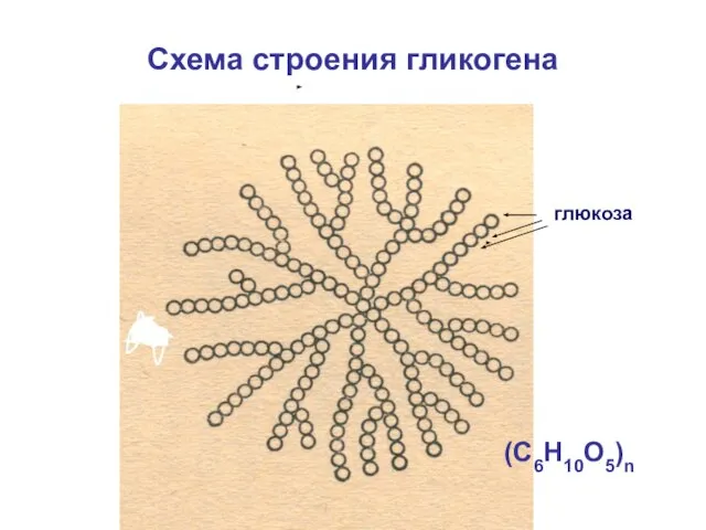 Схема строения гликогена глюкоза (C6Н10О5)n